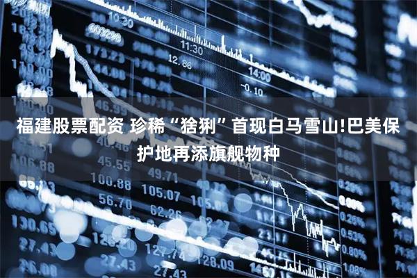 福建股票配资 珍稀“猞猁”首现白马雪山!巴美保护地再添旗舰物种